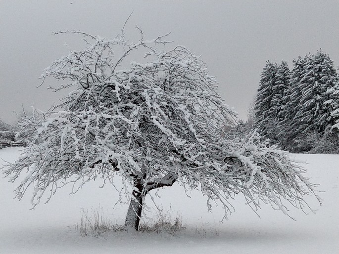 Haus Bitz: ObstbaumWinter2020